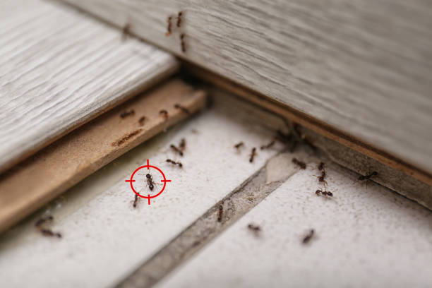 Best Rat Extermination Near Me  in Tyro, NC