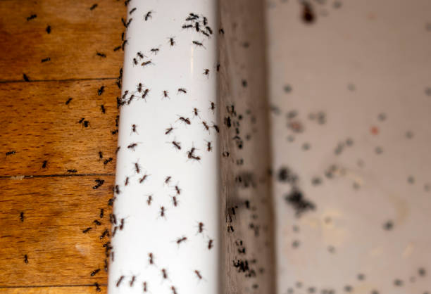 Best Pest Prevention Services  in Tyro, NC